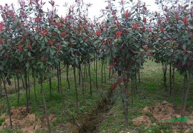 紅葉石楠高桿\低價出售紅葉石楠\高桿常年供應(yīng)1-10公分\