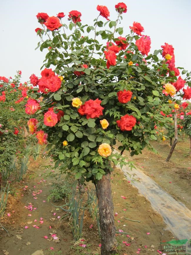 香花槐，月季樹(shù)