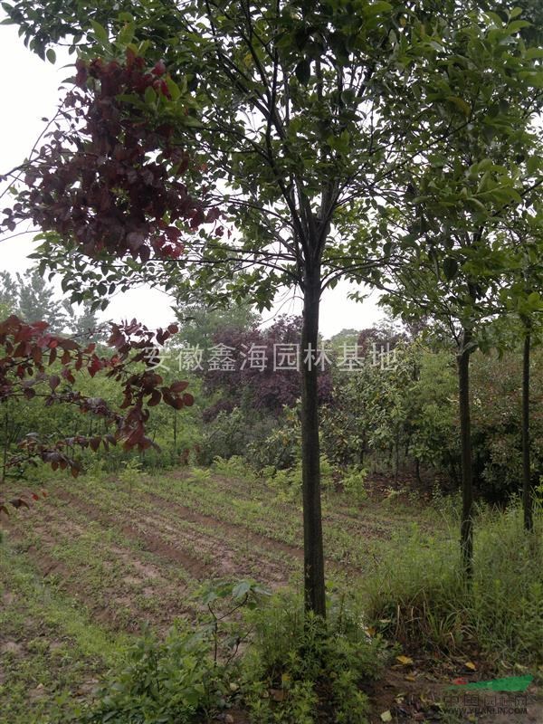 安徽鑫海園林低價(jià)供應(yīng) 大葉女貞