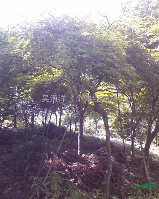 浙江羽毛楓