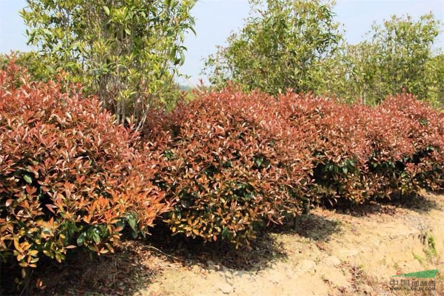 紅葉石楠球便宜甩售