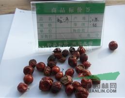 大量批發(fā)酸棗仁種子棗核 藥用價(jià)值極高 質(zhì)量好 發(fā)芽率很高