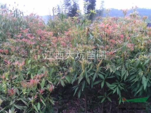 江西刨花楠小苗基地