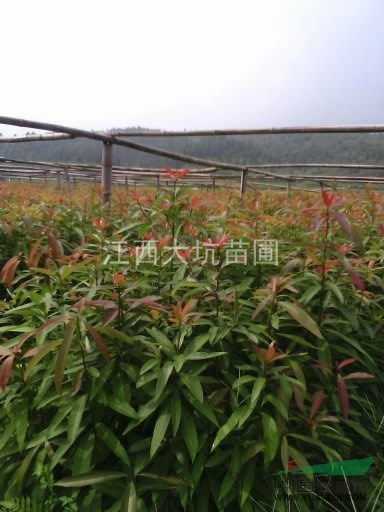 江西刨花楠小苗基地