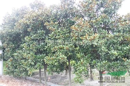 成都地區(qū)供應11-12公分廣玉蘭 廣玉蘭行道樹  廣玉蘭批發(fā)