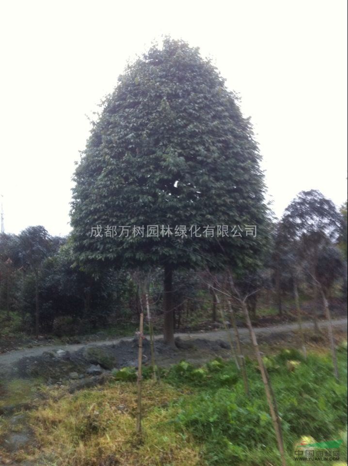 成都地區(qū)供應(yīng)18-20公分天竺桂 天竺桂好樹形 天竺桂照片