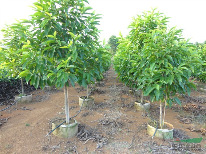 南京白玉蘭的價格，白玉蘭價格，河南白玉蘭價格，白玉蘭圖片