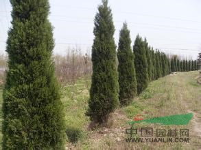 河南龍柏的價格，龍柏圖片，龍柏最新報價，龍柏圖片