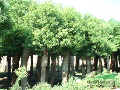 樸樹，樸樹的價(jià)格，河南樸樹的價(jià)格，樸樹圖片，樸樹
