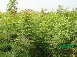 黃連木的價格，黃連木，河南黃連木的價格，黃連木圖片