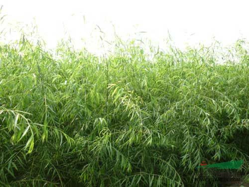 垂柳安徽肥西瑞祥苗木花卉公司