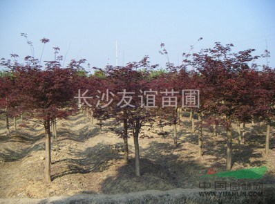 供應紅楓，湖南紅楓價格，紅楓工程用苗