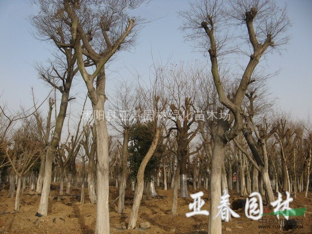 江蘇樸樹(shù)種子，樸樹(shù)，樸樹(shù)種苗，沭陽(yáng)樸樹(shù)基地