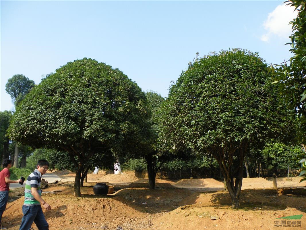 供应直径10公分(10厘米)精品桂花树