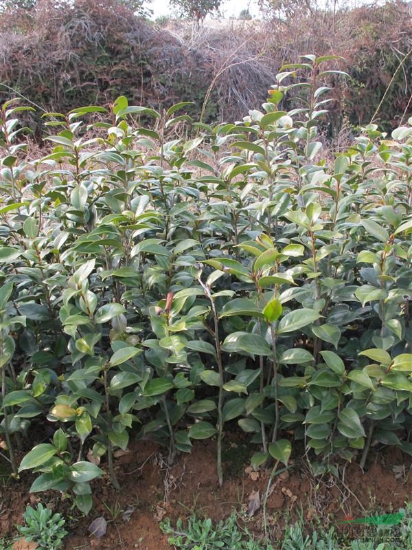 茶花苗批發(fā)