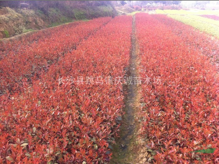 工程色塊苗：紅繼木，紅葉石楠，金葉女貞，杜鵑，月季，金邊黃楊