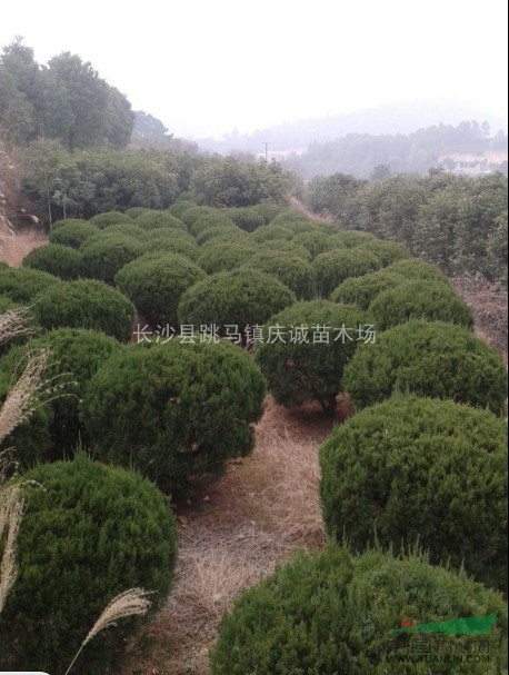 松柏樹，龍柏苗，龍柏球，龍柏價格，湖南龍柏苗