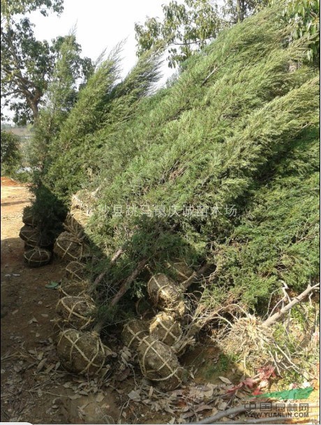 松柏樹，龍柏苗，龍柏球，龍柏價格，湖南龍柏苗