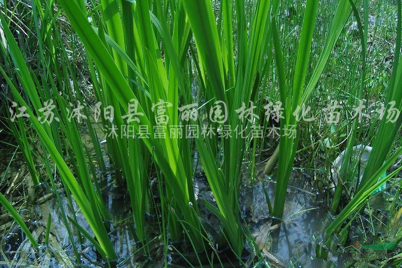 眼子菜 苦藻 荇菜 水鱉 水葫蘆 水浮蓮 大薸 大浮萍