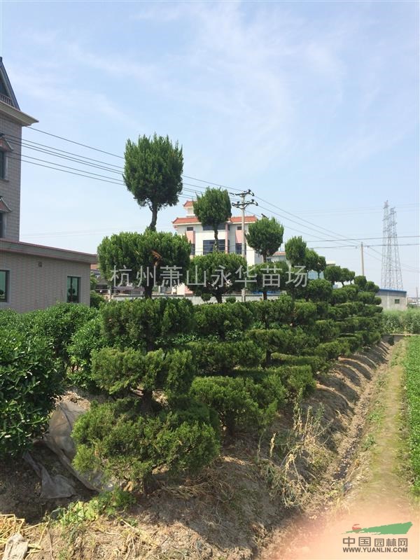塔型龍柏