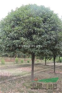 供應(yīng)桂花10-11公分桂花樹 冠幅圓束 精品桂花 桂花價(jià)格