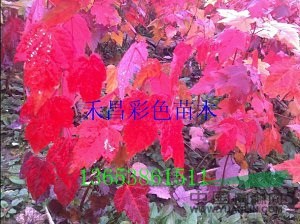 美國紅楓生產(chǎn)廠家|許昌美國紅楓苗木場|河南美國紅楓育苗技術(shù)