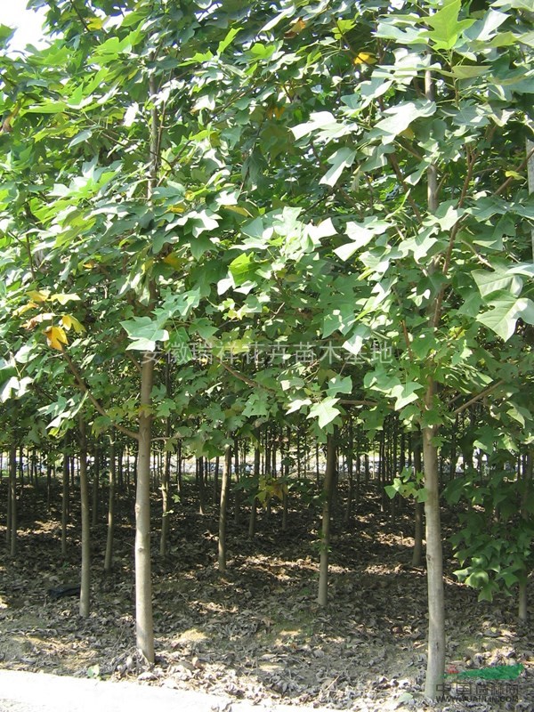 馬褂木安徽瑞祥花卉苗木基地，規格齊全低價銷售