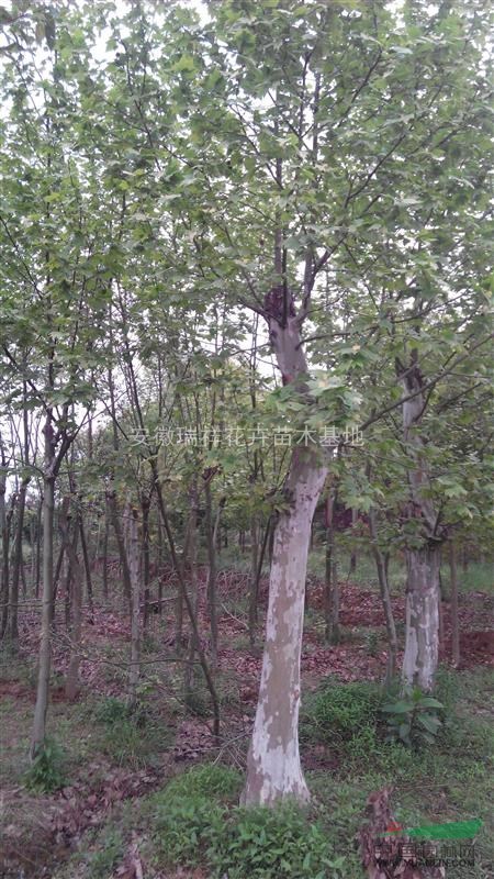 法梧安徽瑞祥花卉苗木基地，規(guī)格齊全，低價銷售