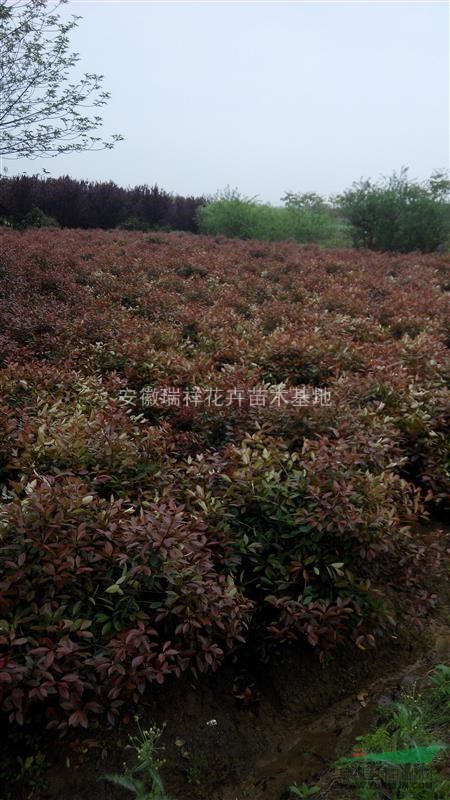 紅葉石楠安徽瑞祥花卉苗木低價銷售