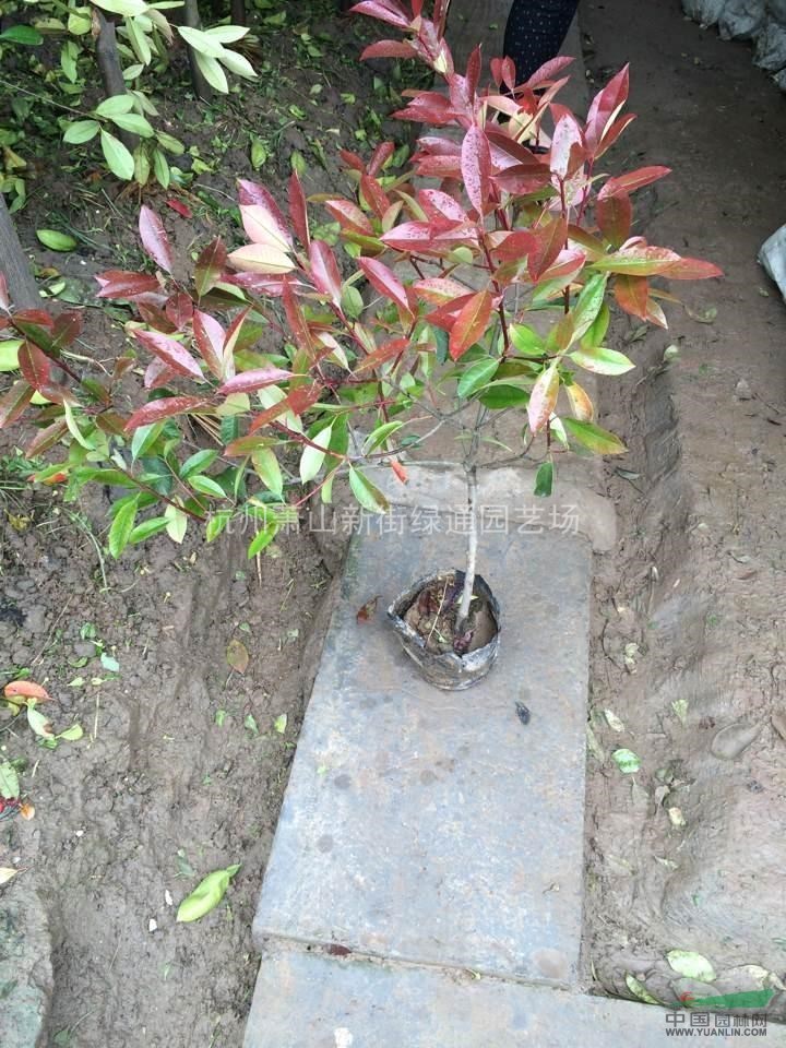 供應(yīng)紅葉石楠大杯苗