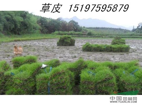 草 皮——15197595879