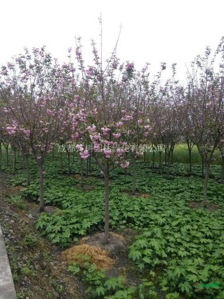 供應(yīng)成都櫻花 云南櫻花 日本櫻花 萬(wàn)樹(shù)園林公司供應(yīng)