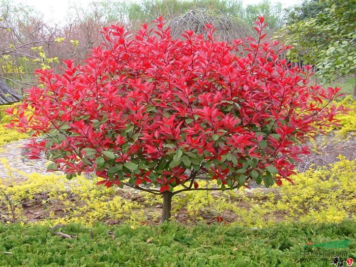 紅葉石楠價(jià)格行情,紅葉石楠信息