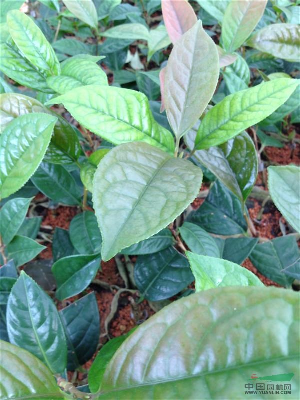 金花茶苗供應(yīng)
