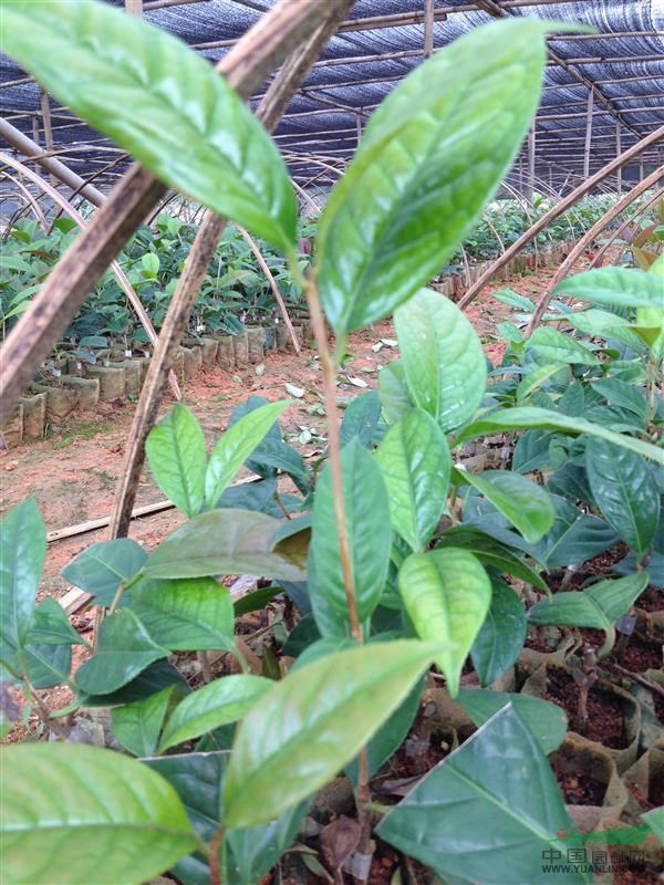 金花茶苗供應(yīng)