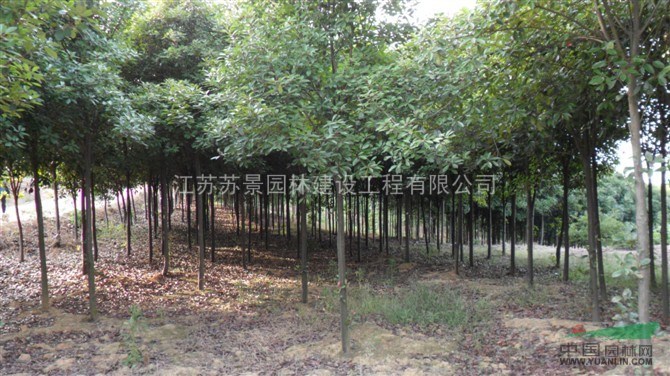 石楠，高桿石楠，紅葉石楠，紅葉石楠球，石楠樹--大量供應(yīng)