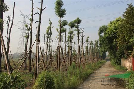 供應香樟 香樟苗木批發(fā) 成都香樟工程 萬樹園林公司供應