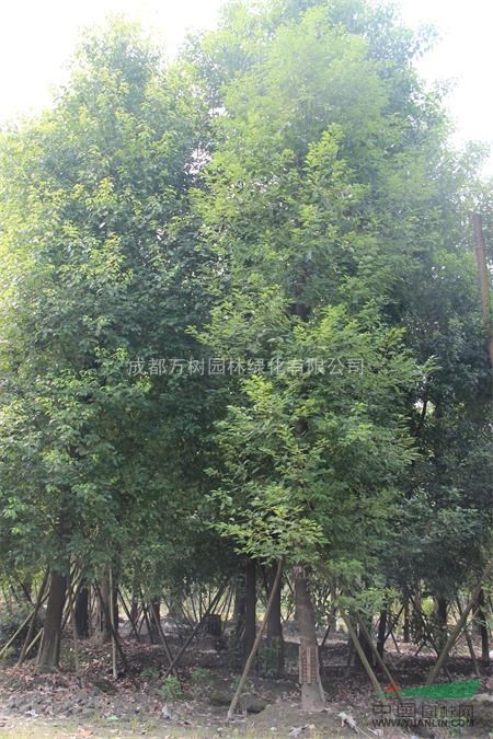 供應(yīng)香樟 截桿香樟 熟貨香樟 香樟行道樹 成都萬樹園林供應(yīng)