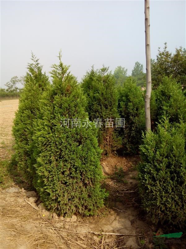紫荊  蜀檜  紫薇  木槿