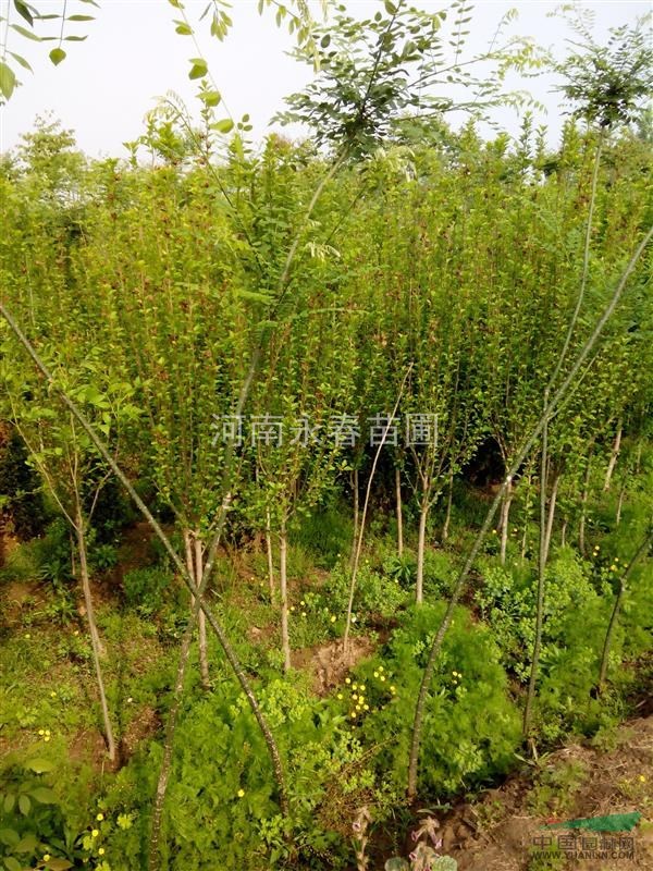 紫荊  蜀檜  紫薇  木槿