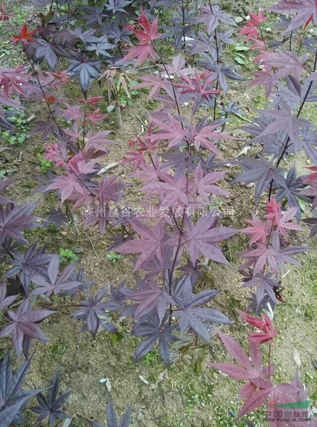 雞爪戚