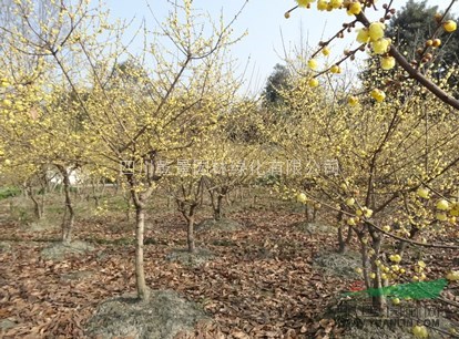 四川乾景园林供应腊梅冠幅1.5-2米