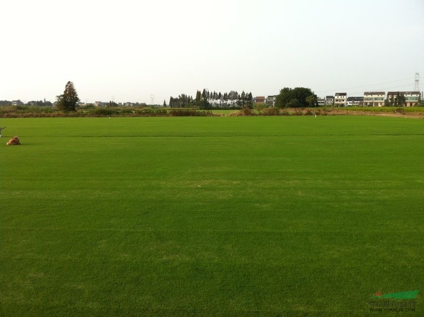 常州無土沙培草坪，果嶺草，沙培天堂，果嶺草混播黑麥草a5