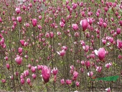 提供3公分6公分8公分紅玉蘭產(chǎn)地價格