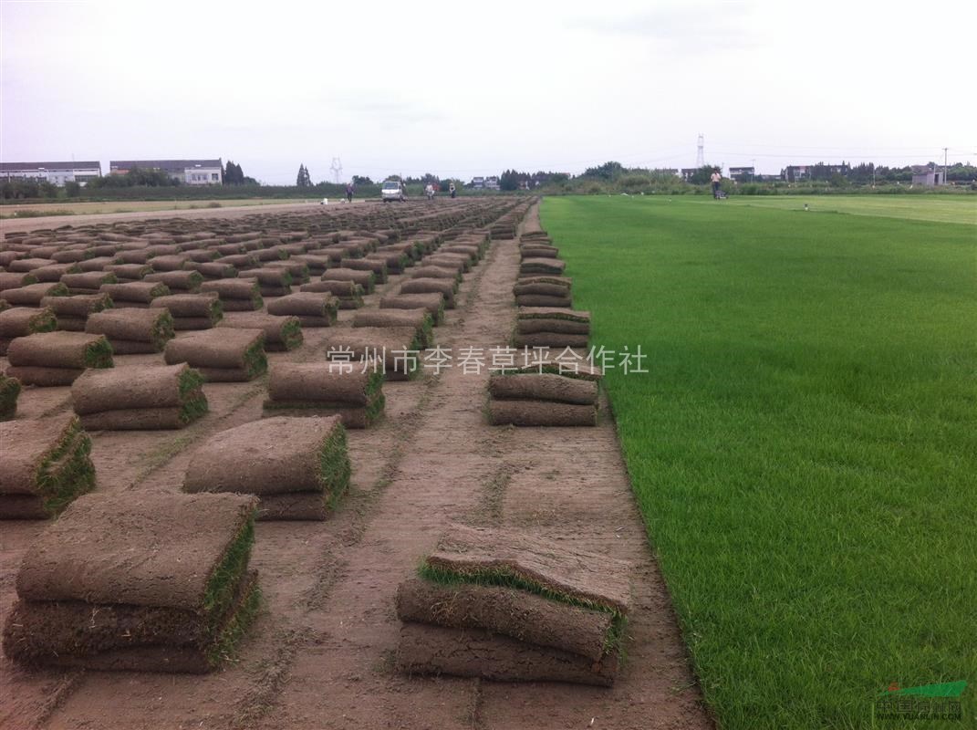 常州沙培草坪，果嶺草，天堂，矮生百慕大，混播黑麥草a11