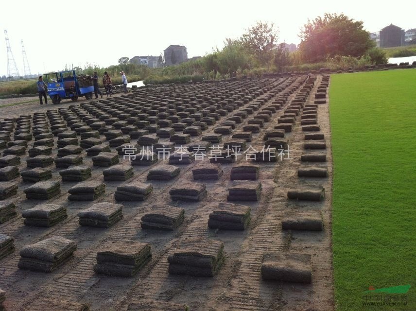 常州沙培草坪，果嶺草，天堂，矮生百慕大，混播黑麥草a11