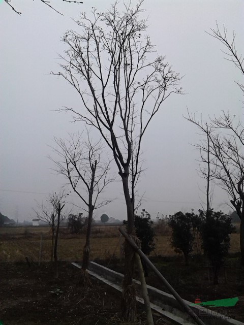 大規(guī)格雞爪槭