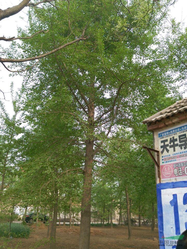 常年低價供應(yīng)銀杏樹