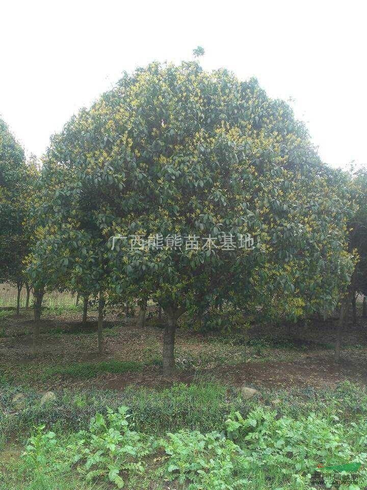 廣西桂花 精品桂花 規(guī)格齊全 冠幅飽滿