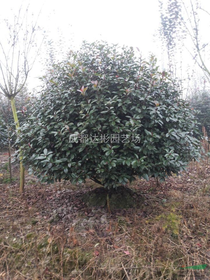 紅葉石楠球